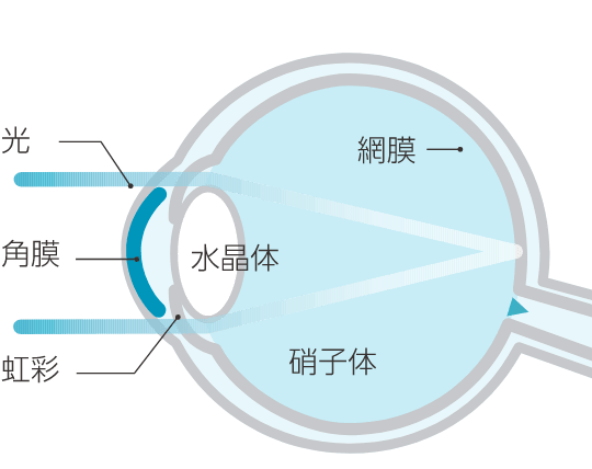 正常な眼球のイメージ