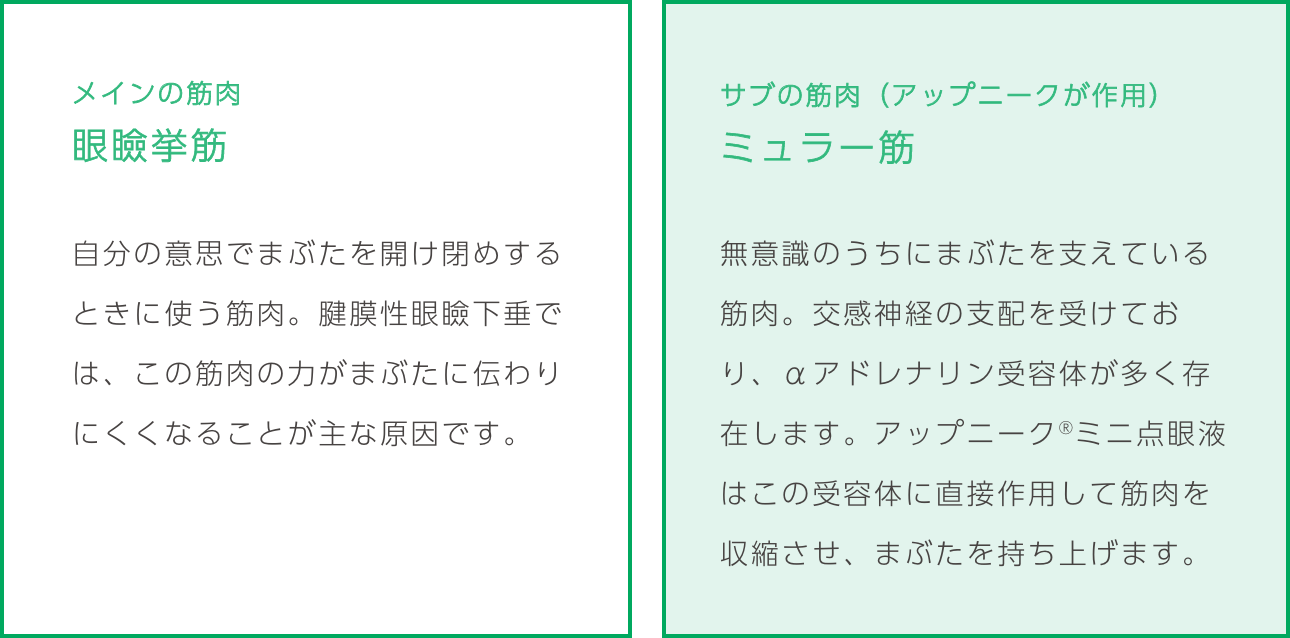 
                    メインの筋肉
                    眼瞼挙筋/
                    自分の意思でまぶたを開け閉めするときに使う筋肉。腱膜性眼瞼下垂では、この筋肉の力がまぶたに伝わりにくくなることが主な原因です。
                    サブの筋肉（アップニークが作用）
                    ミュラー筋/
                    無意識のうちにまぶたを支えている筋肉。交感神経の支配を受けており、αアドレナリン受容体が多く存在します。アップニーク®ミニ点眼液はこの受容体に直接作用して筋肉を収縮させ、まぶたを持ち上げます。
                    